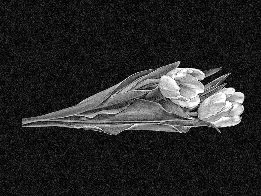 Цветы | Рисунок два тюльпана, ЦВ-009